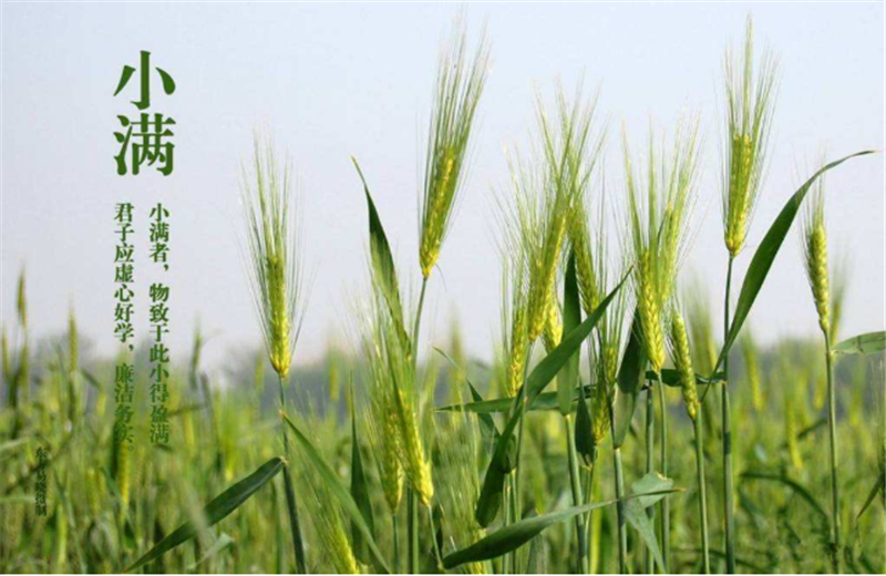 什麽是二十四節氣“小滿”它的（de）習俗又是（shì）什麽？