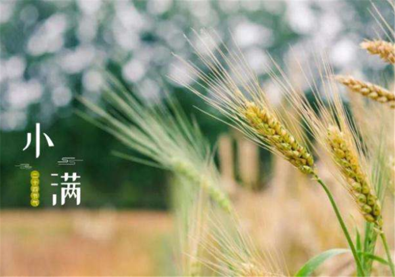 二（èr）十四節氣——小滿
