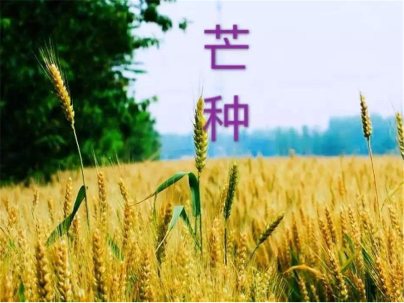 什（shí）麽是二十四（sì）節氣——芒種（zhǒng）？